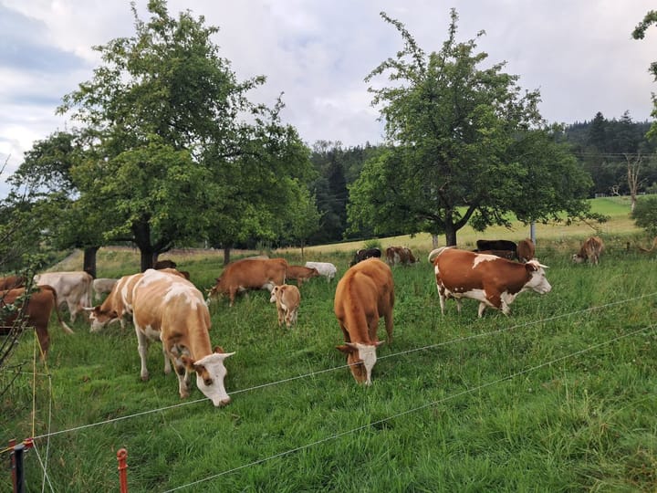 Willkommen im Grasland Schweiz